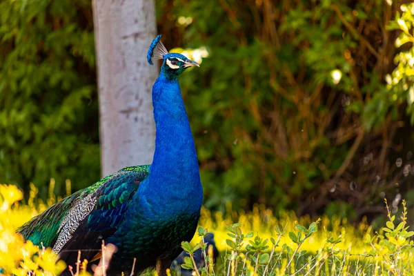 Blue Beautiful Peacock Bird Stands Sideways Examines Territory Zoo — ストック写真