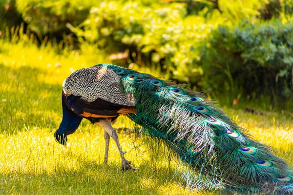 Розкішний Хвіст Птаха Павича Який Виходить Відстань — стокове фото