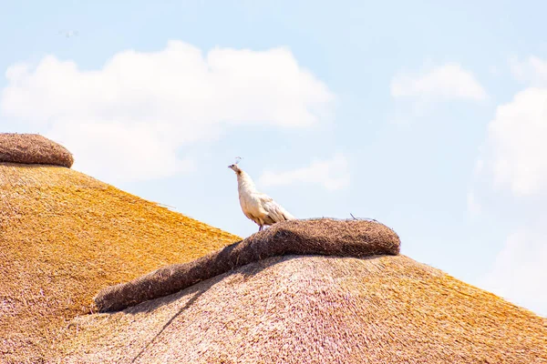 Paon Est Assis Sur Toit Chaume Contre Ciel Bleu — Photo