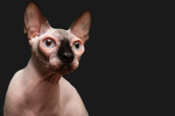 Hairless Sphinx Big Eyes Black Muzzle Looks Side Beautiful Exotic — Fotografie, imagine de stoc