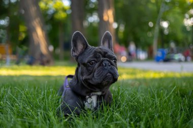 Köpek parktaki çimlere uzanır ve büyüyen otların arkasından bakar. Fransız bulldog parkta oynar.