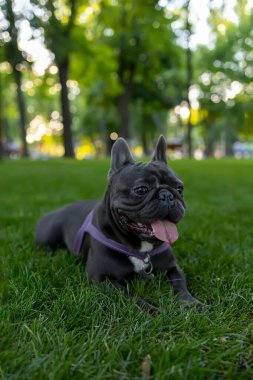 Siyah köpek Fransız bulldog parkta çimlere uzandı ve dilini dışarı çıkardı.