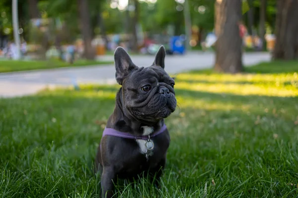 French Bulldog Stands Lawn Park Proudly Looks Ahead Looking Away — Stockfoto