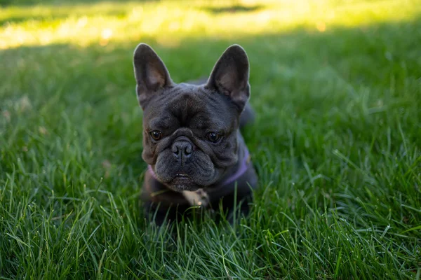 Bulldog Francês Escuro Esconde Parque Grama Olha Para Frente Cão — Fotografia de Stock