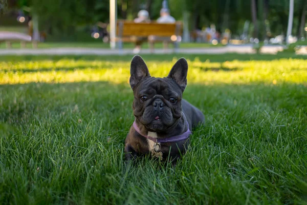 Dark French Bulldog Hides Park Grass Looks Ahead Dog Plays — ストック写真