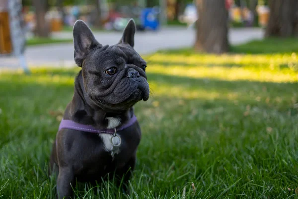 French Bulldog Stands Lawn Park Proudly Looks Ahead Looking Away — ストック写真