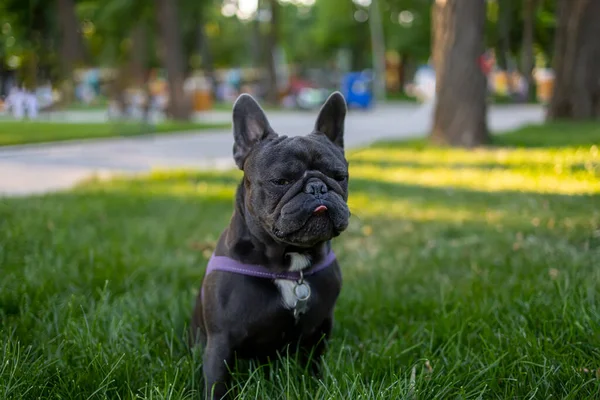 Dog French Bulldog Walk Park Stands Middle Lawn Examines Territory — ストック写真