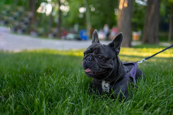 the dog lies on the lawn in the park peeks out from behind the growing grass french bulldog plays in the park