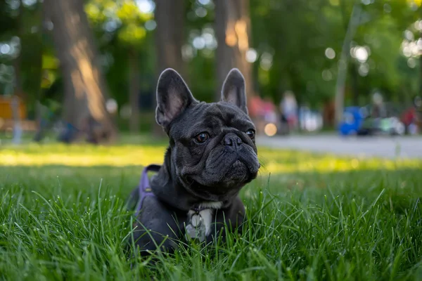 Dog Lies Lawn Park Peeks Out Growing Grass French Bulldog — ストック写真