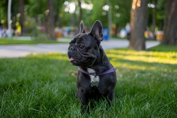 Dog French Bulldog Walk Park Stands Middle Lawn Examines Territory — Fotografie, imagine de stoc