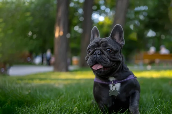 Fransız Bulldog Cinsinden Siyah Bir Köpek Parkta Parkın Bölgesini Kontrol — Stok fotoğraf