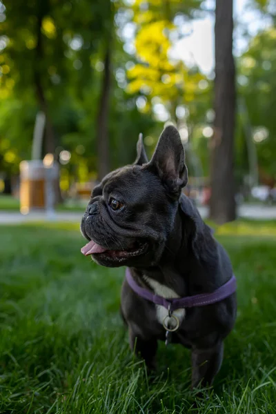 Černý Pes Vyplázl Jazyk Rozhlédl Parku Francouzský Buldok Poslechl Rozkazu — Stock fotografie