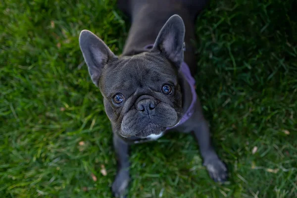 Bulldog Dog Big Eyes Looks Whines Asks Owner — стоковое фото