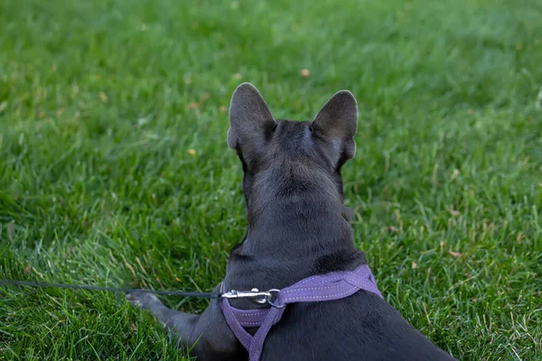 French Bulldog Lies Backwards Looks Park —  Fotos de Stock