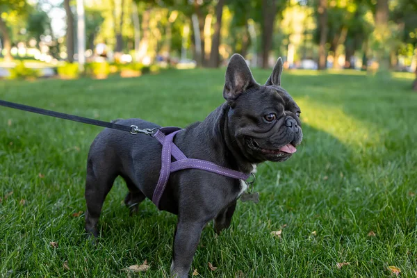 Bulldog Dog Walks Leash Backdrop Park Tries Look Away —  Fotos de Stock