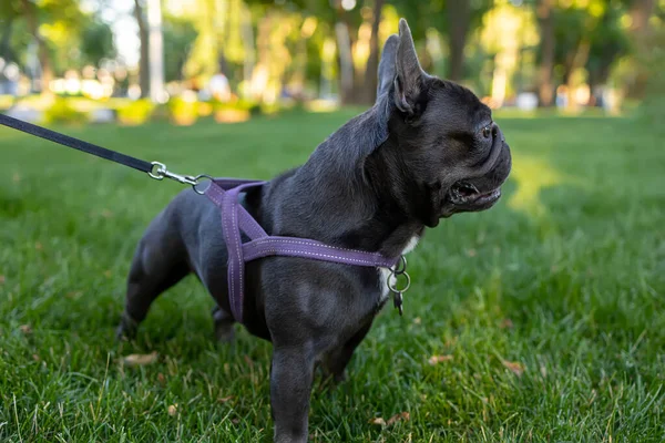 Bulldog Dog Walks Leash Backdrop Park Tries Look Away —  Fotos de Stock