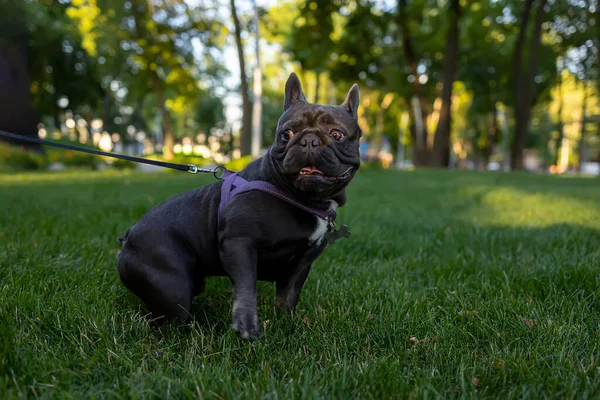 Black French Bulldog Very Frightened Frightened Eyes Turns Side Looks — стоковое фото