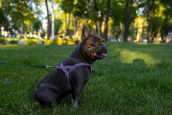 Dog French Bulldog Park Lawn Complied Command Sit Collar Leash — ストック写真
