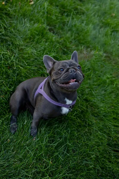 Parktaki Çimenlikte Oturan Köpek Fransız Bulldog Ağzını Yukarı Kaldırdı Ağzını — Stok fotoğraf