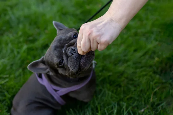 Owner Hand Holds Out Piece Food Gives Dog French Bulldog — Stock Photo, Image