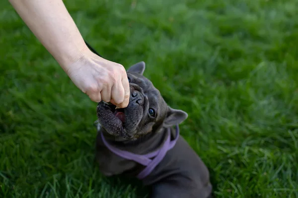 French Bulldog Park Raised His Head Carefully Bites Piece Food — Photo