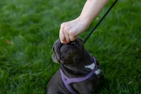 French Bulldog Park Raised His Head Carefully Bites Piece Food — стоковое фото