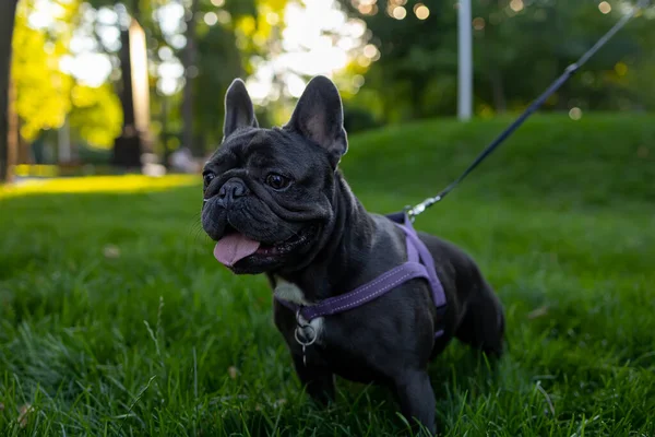 Beautiful Dog Breed French Bulldog Pricked Looks Intently Side — ストック写真