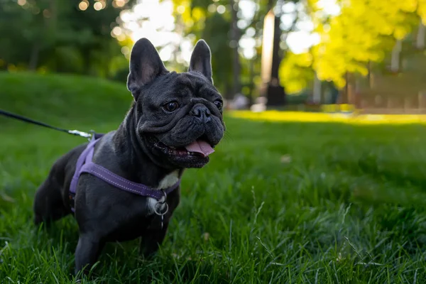 Beautiful Dog Breed French Bulldog Pricked Looks Intently Side — стоковое фото