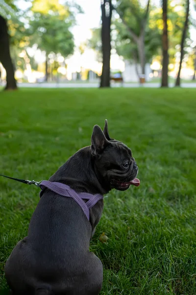 View French Bulldog Back Who Sits Park Looks Away Dog — ストック写真