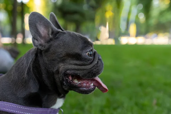 Close Head French Bulldog Sticks Out Its Tongue Breathes Heavily — ストック写真