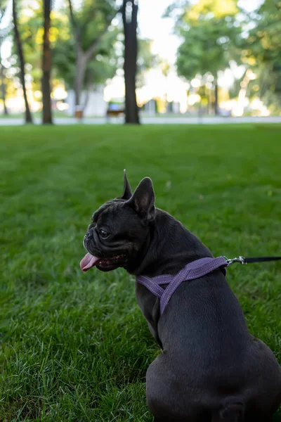 Vista Bulldog Francês Partir Parte Trás Que Senta Parque Olha — Fotografia de Stock