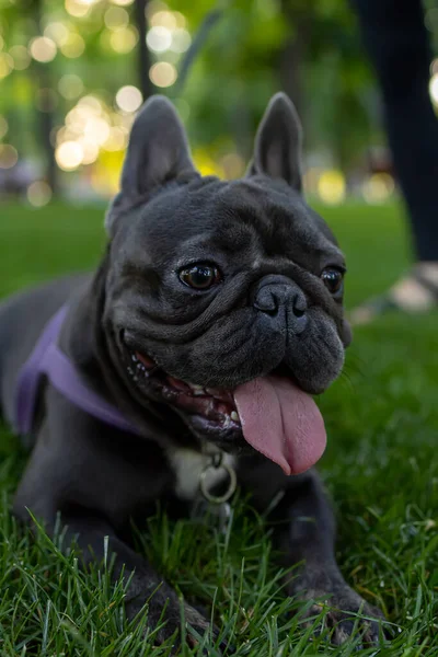 Black Dog French Bulldog Lay Lawn Park Stuck Out His — ストック写真