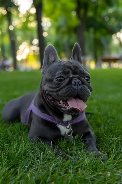 Black Dog French Bulldog Lay Lawn Park Stuck Out His — ストック写真