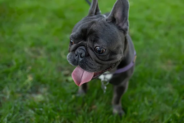 Engraçado Cachorrinho Francês Bulldog Corre Parque Gramado Com Língua Pendurada — Fotografia de Stock