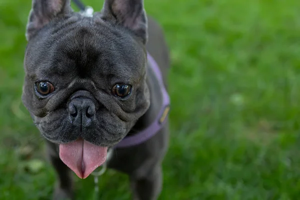 funny doggy french bulldog runs in the park on the lawn with his tongue hanging out