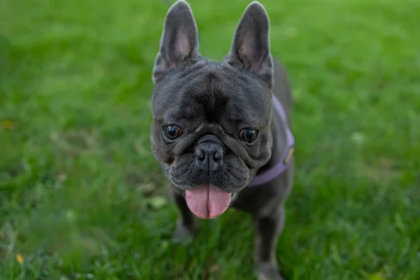 Engraçado Cachorrinho Francês Bulldog Corre Parque Gramado Com Língua Pendurada — Fotografia de Stock