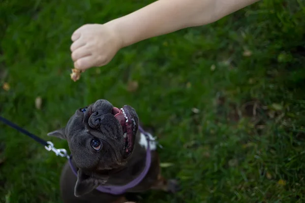 a hand that holds out food to a French bulldog, he looks at a piece of food and opens his mouth