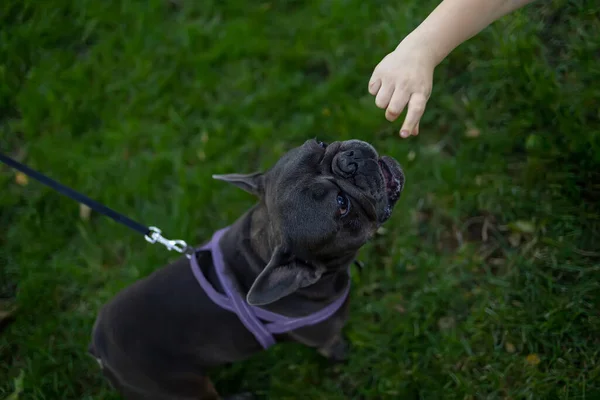 french bulldog dog reaches for a piece of food that the owner holds out to him