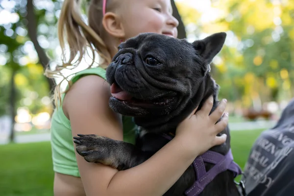 funny dog breed french bulldog in the arms of a little girl