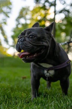 Küçük siyah bulldog dilini çıkardı ve parkta nefes nefese kaldı