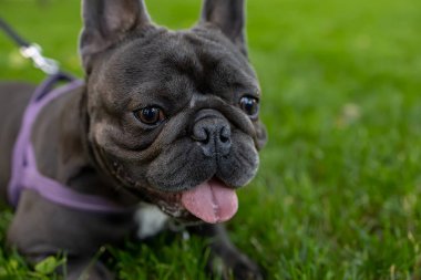 Parktaki çimenlerde saklanan, dilini dışarı çıkaran ve dikkatlice ileriye bakan Fransız bulldog.
