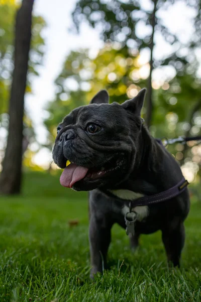 Little Black Bulldog Sticking Out His Tongue Panting Park — ストック写真
