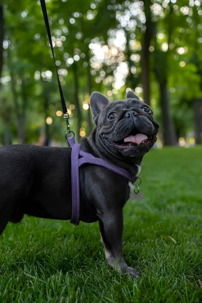 Black Small French Bulldog Looks Camera Park Lawn — ストック写真