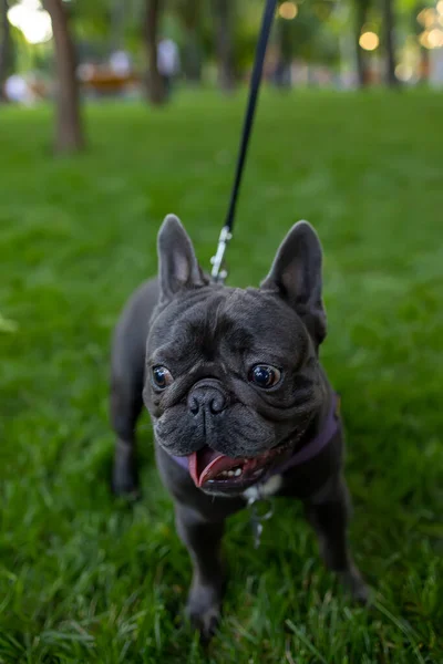 Walking Black French Bulldog Park Lawn — Stock Photo, Image