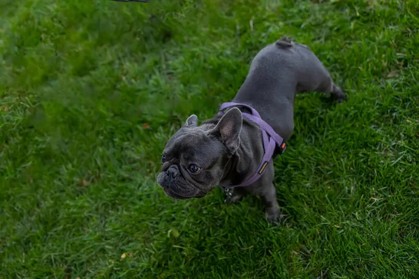 Walking Black French Bulldog Park Lawn — стоковое фото