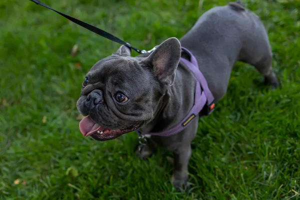 Leash French Bulldog Walking Park Lawn —  Fotos de Stock