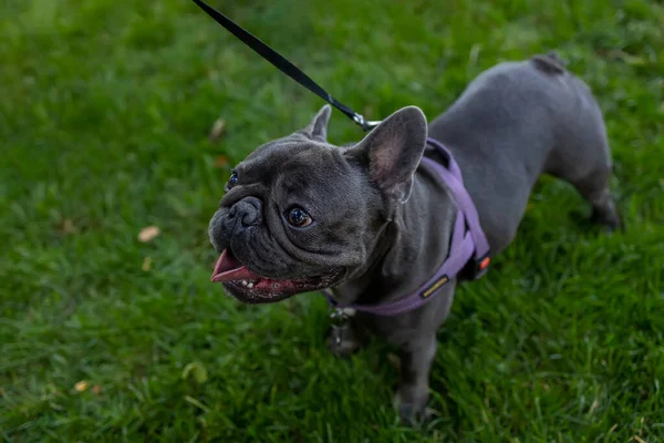 Leash French Bulldog Walking Park Lawn — ストック写真