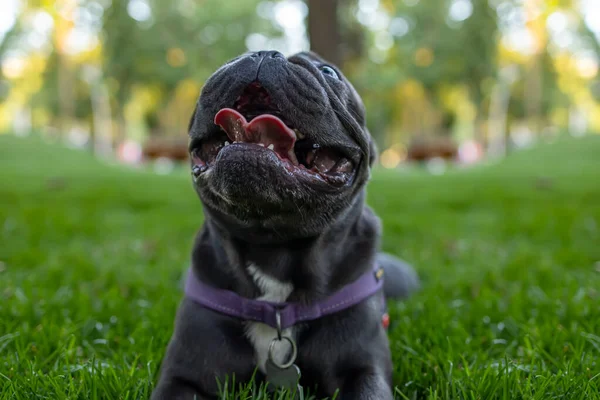 French Bulldog Who Opened His Mouth Stuck Out His Tongue — ストック写真