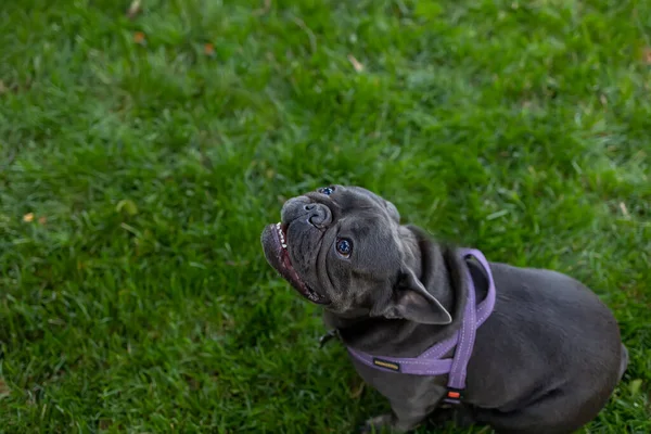 Little French Bulldog Frolic Lawn Park Runs — Foto de Stock