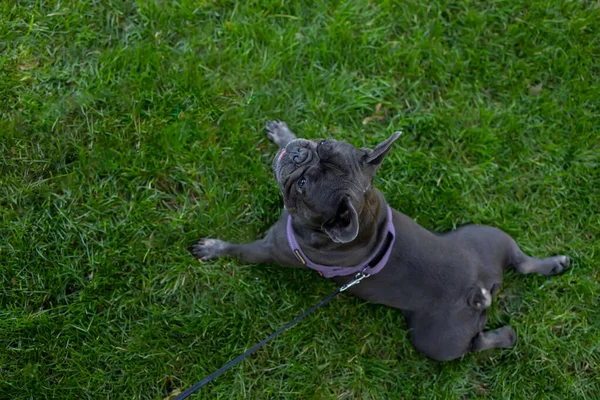 Top View Black Dog French Bulldog Lying Lawn — 스톡 사진